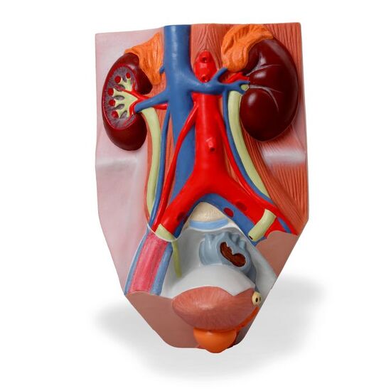 Male Urinary System Model, 3/4 Life-Size – 3B Smart Anatomy