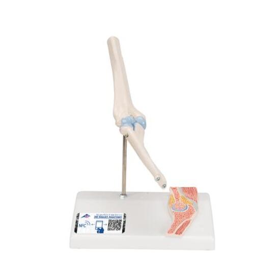 Mini Human Elbow Joint Model with Cross Section – 3B Smart Anatomy