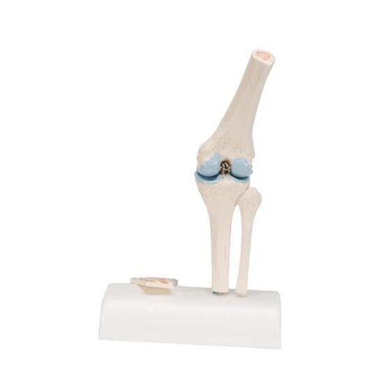 Mini Human Knee Joint Model with Cross Section - 3B Smart Anatomy