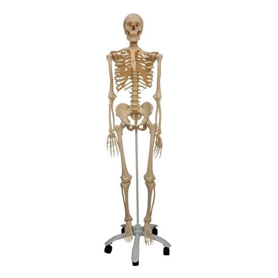 Mini Human Skeleton Model Shorty, Half Natural Size – 3B Smart Anatomy