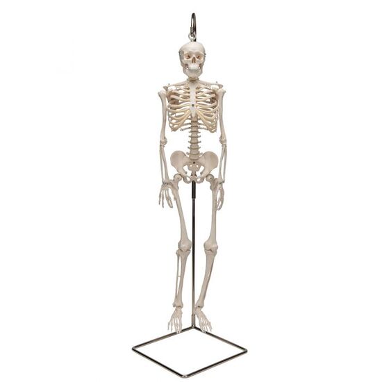 Mini Human Skeleton Model Shorty on Hanging Stand, Half Natural Size - 3B Smart Anatomy