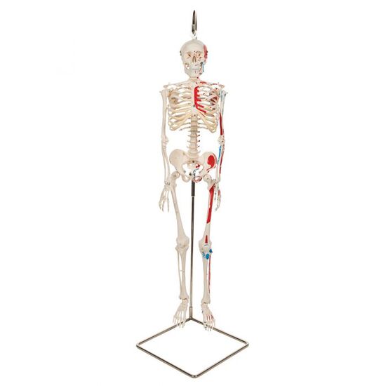 Mini Human Skeleton Shorty with Painted Muscles on Hanging Stand, Half Natural Size - 3B Smart Anatomy