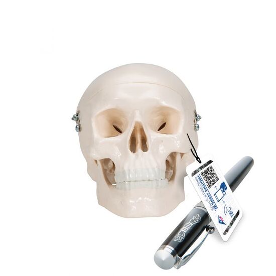 Mini Human Skull Model, 3-part (Skullcap, Base of Skull, Mandible) – 3B Smart Anatomy