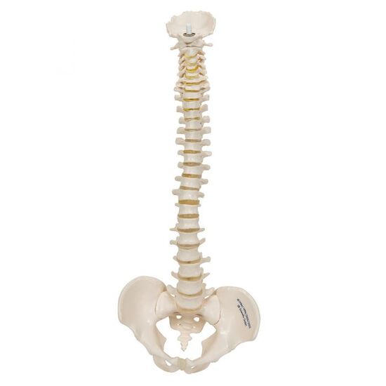 Mini Human Spinal Column Model, Flexible Mounted - 3B Smart Anatomy