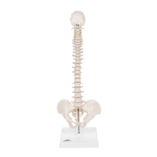 Mini Human Spinal Column Model, Flexible Mounted, on Removable Base – 3B Smart Anatomy