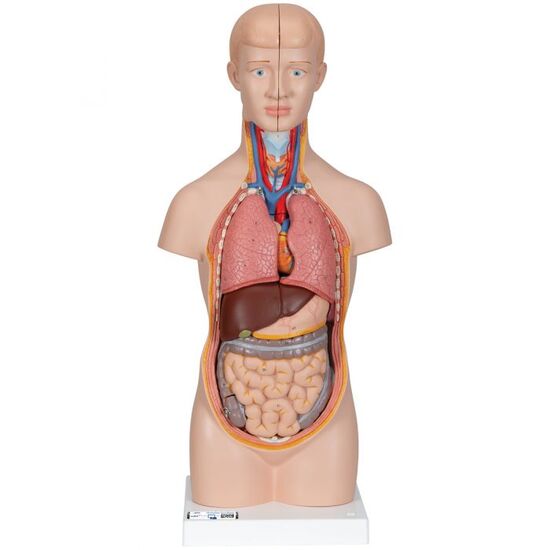 Mini Human Torso Model, 12 part – 3B Smart Anatomy