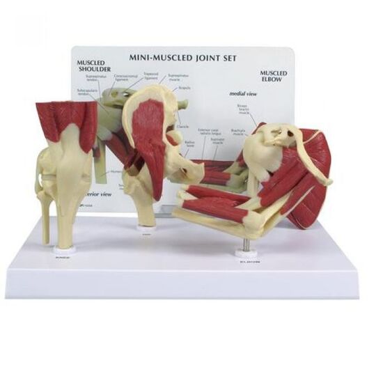 Mini Muscled Joint Set