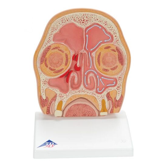 Model of Frontal Section of Human Head (paranasal sinuses) – 3B Smart Anatomy