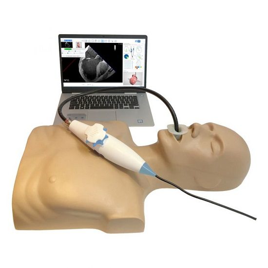 MrTEEmothy Standard Transesophageal Echocardiography Simulator