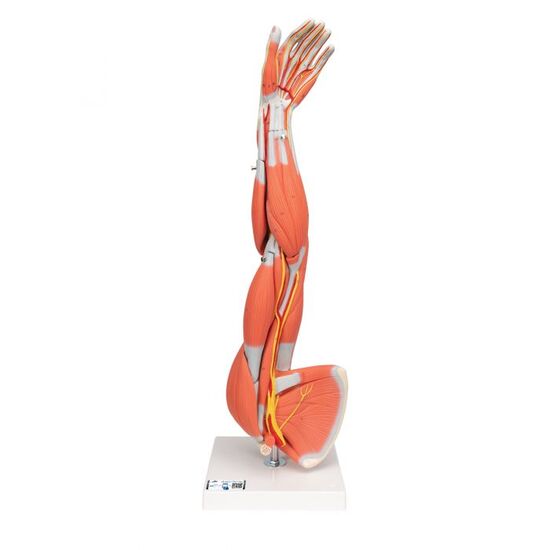 Muscle Arm Model, 3/4 Life-Size, 6 part – 3B Smart Anatomy