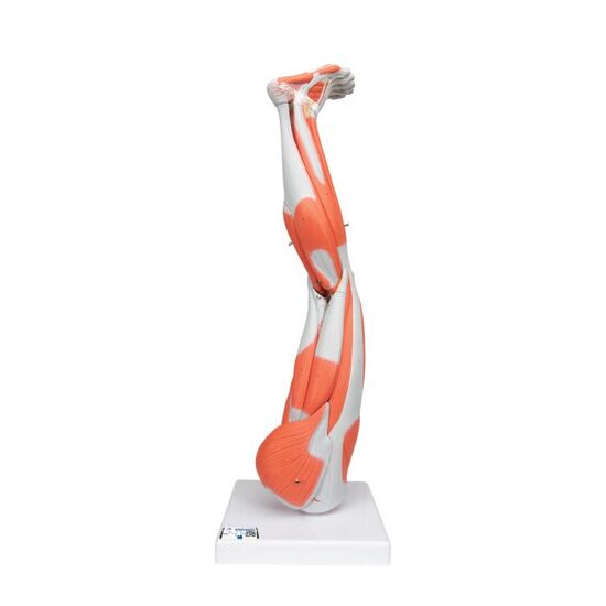 Muscle Leg Model, 3/4 Life-Size, 9 part – 3B Smart Anatomy
