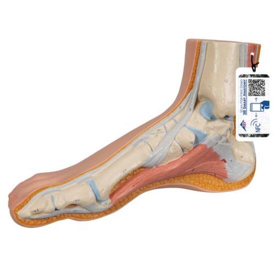 Normal Foot Model – 3B Smart Anatomy