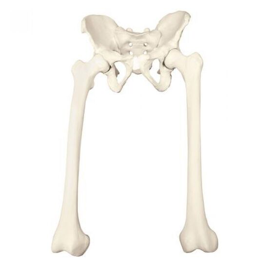 ORTHObones Premium Full pelvis with femurs