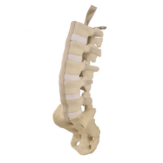 ORTHObones Standard Lumbar Spine with Sacrum