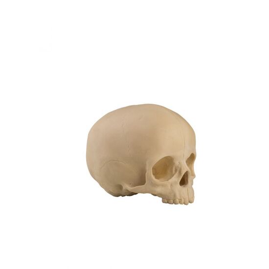 ORTHObones Standard Pediatric Hollow Skull with Support Block
