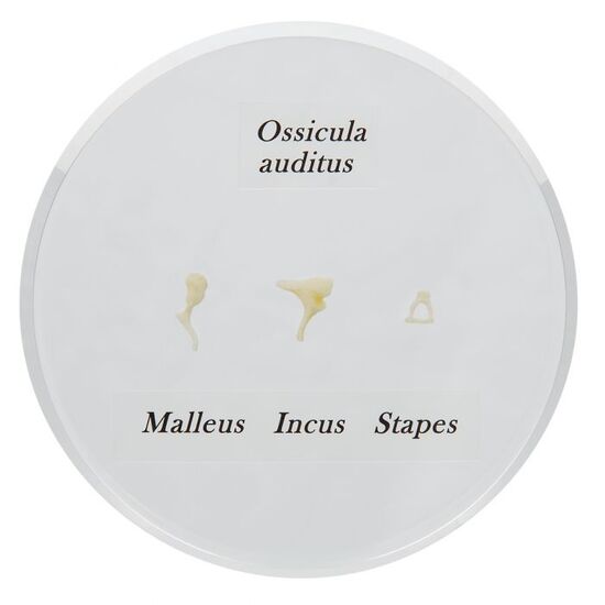 Ossicle Model – Life size