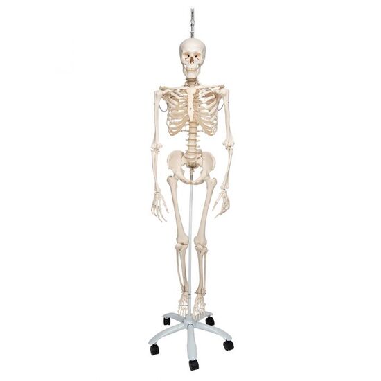 Physiological Human Skeleton Model Phil on Hanging Stand – 3B Smart Anatomy