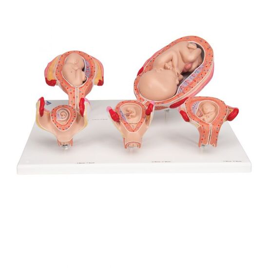 Pregnancy Models Series, 5 Embryo & Fetus Models on a Base - 3B Smart Anatomy