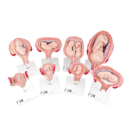 Pregnancy Models Series, 8 Individual Embryo & Fetus Models – 3B Smart Anatomy