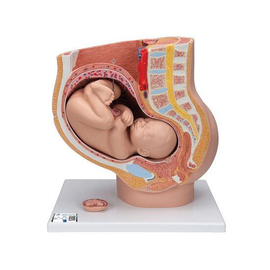 Pregnancy Pelvis Model in Median Section with Removable Fetus (40 weeks), 3 part - 3B Smart Anatomy