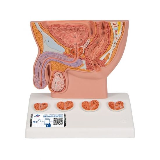 Prostate Model, 1/2 Natural Size - 3B Smart Anatomy