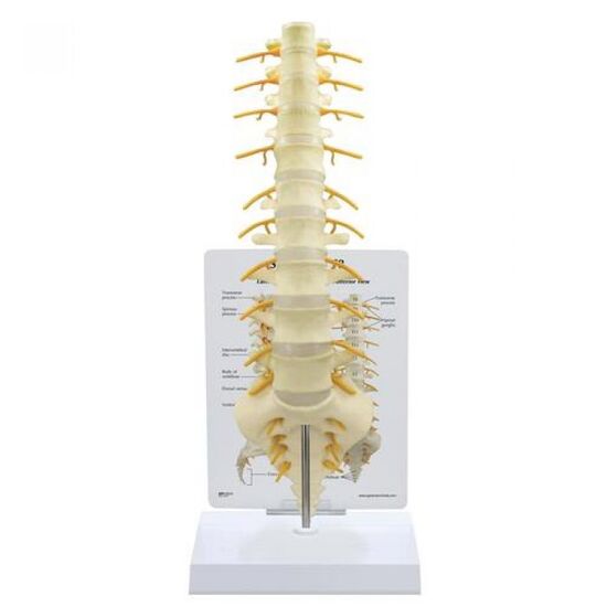 Sacrum -T8 Spine Model