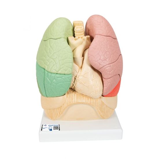 Segmented Lung Model – 3B Smart Anatomy