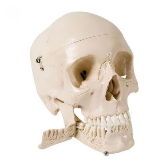Skull Model with Teeth for Extraction, 4 part
