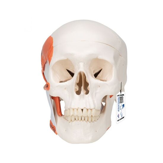 TMJ Human Skull Model, Demonstrates Functions of Masticator Muscles, 2 part - 3B Smart Anatomy