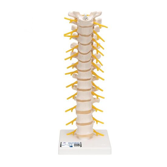 Thoracic Human Spinal Column Model – 3B Smart Anatomy