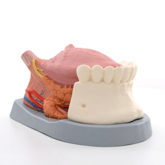 Tongue Model, 2.5 times Life-Size, 4 part – 3B Smart Anatomy