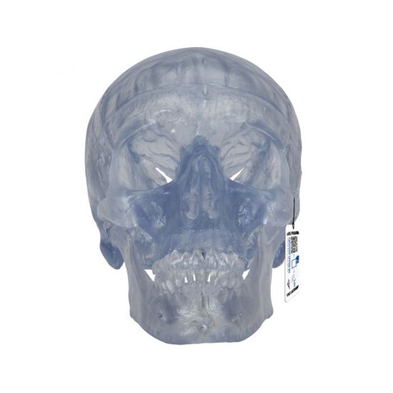 Transparent Classic Human Skull Model, 3 part - 3B Smart Anatomy