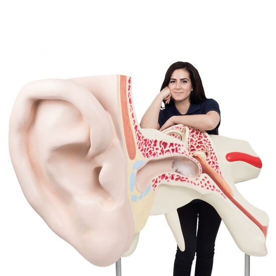 World’s Largest Ear Model, 15 times Full-Size, 3 part – 3B Smart Anatomy